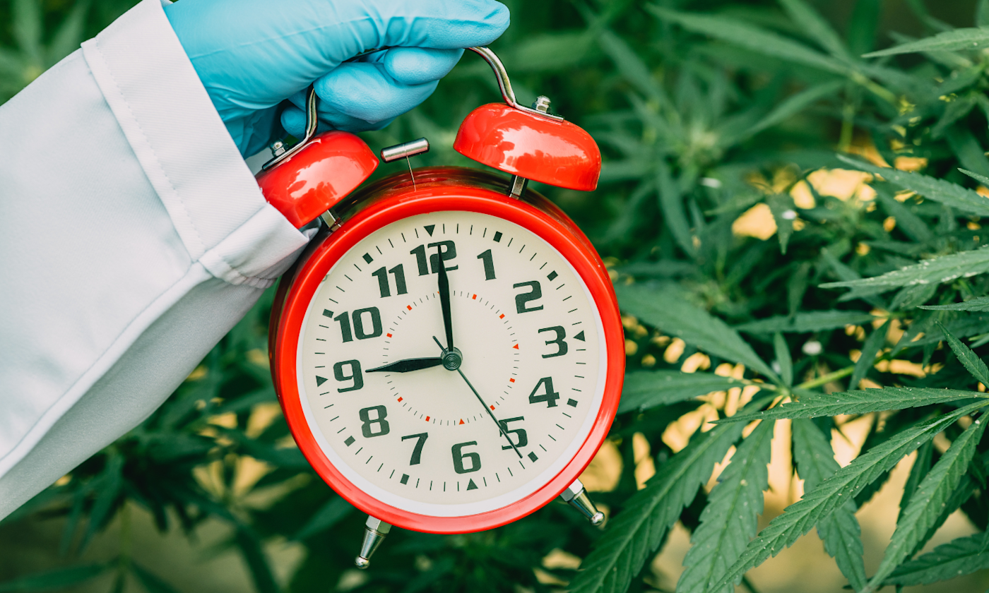 Complete THC Timing Guide Comparing Drinks and Edibles