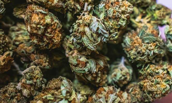 The Truth Behind Why Sativa and Indica Feel So Different