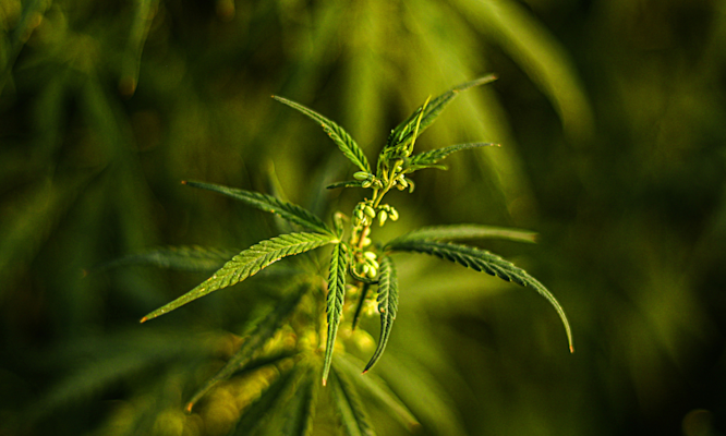 Complete Cannabis Leaves Visual Encyclopedia and Identification Chart