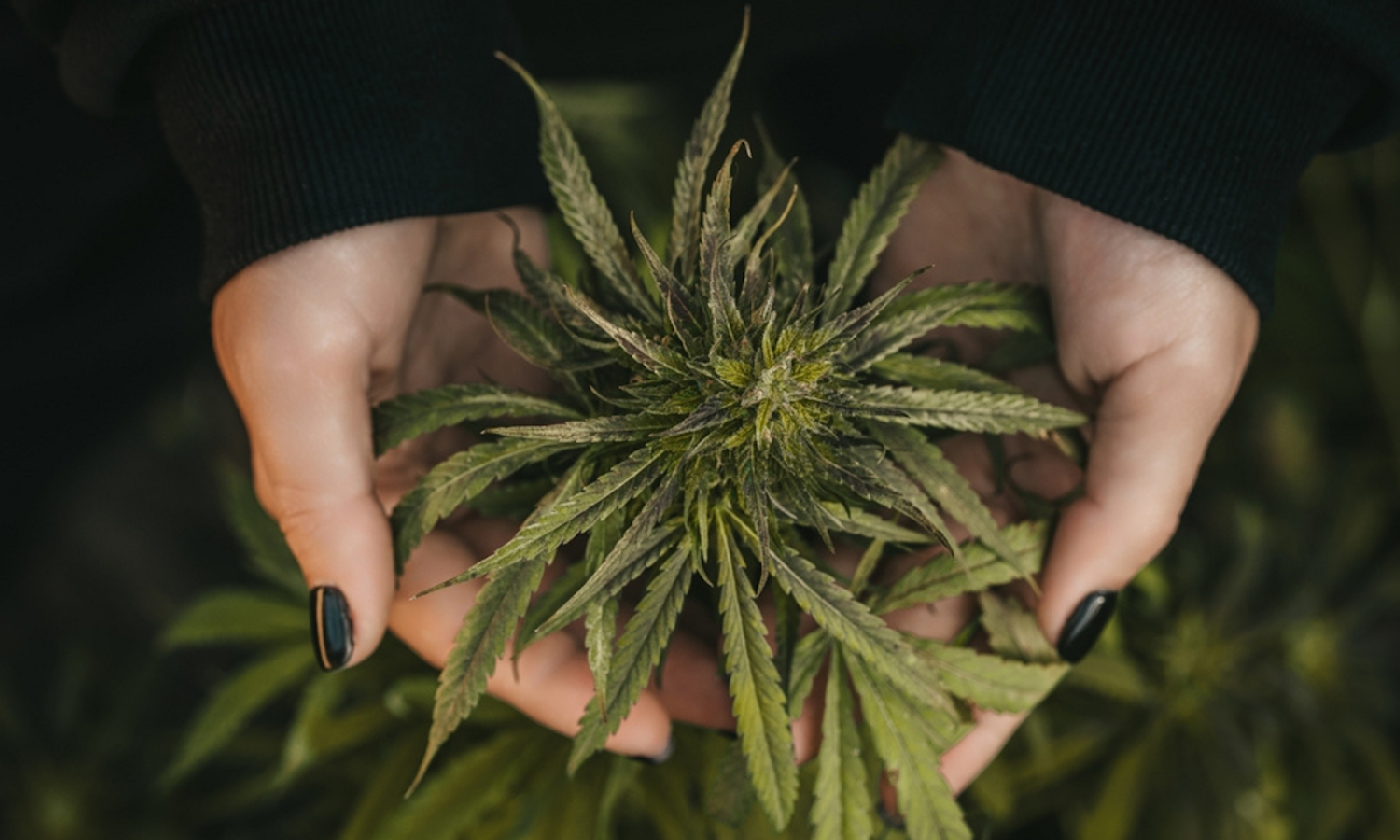 Complete Cannabis Leaves Visual Encyclopedia and Identification Chart