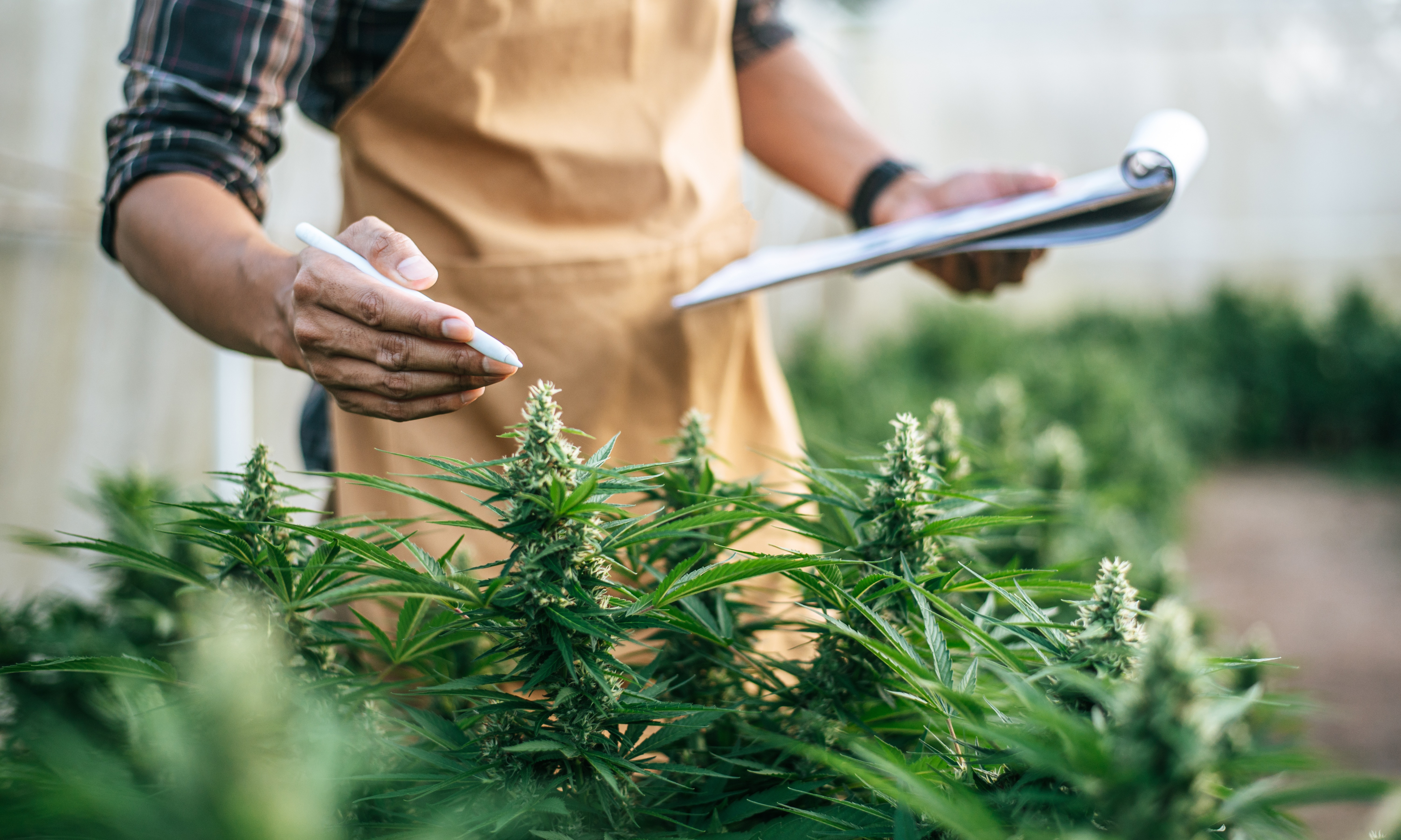 What Is The Farm Bill? Understanding Its Impact on Cannabis