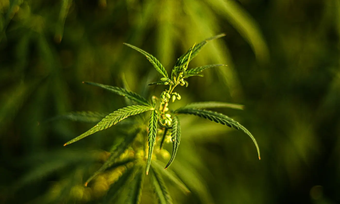 Comparing Cannabis Terpene Extraction Methods