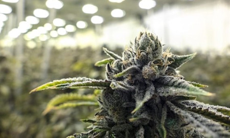 A Guide to Different Amounts of Weed