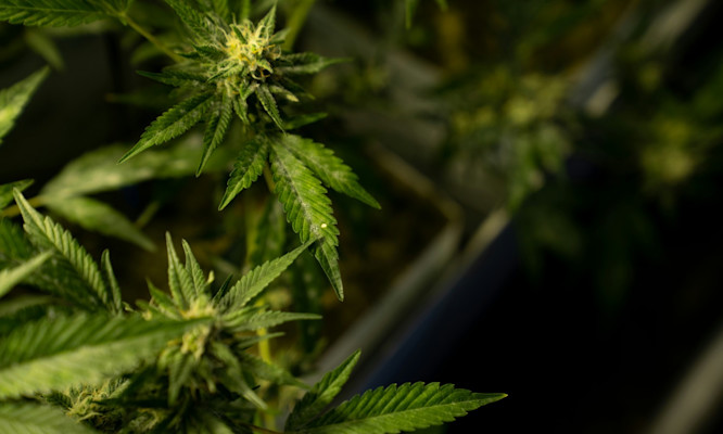 Is Hemp Delta-9 Real THC? Understanding Semi-Synthetic Production Methods