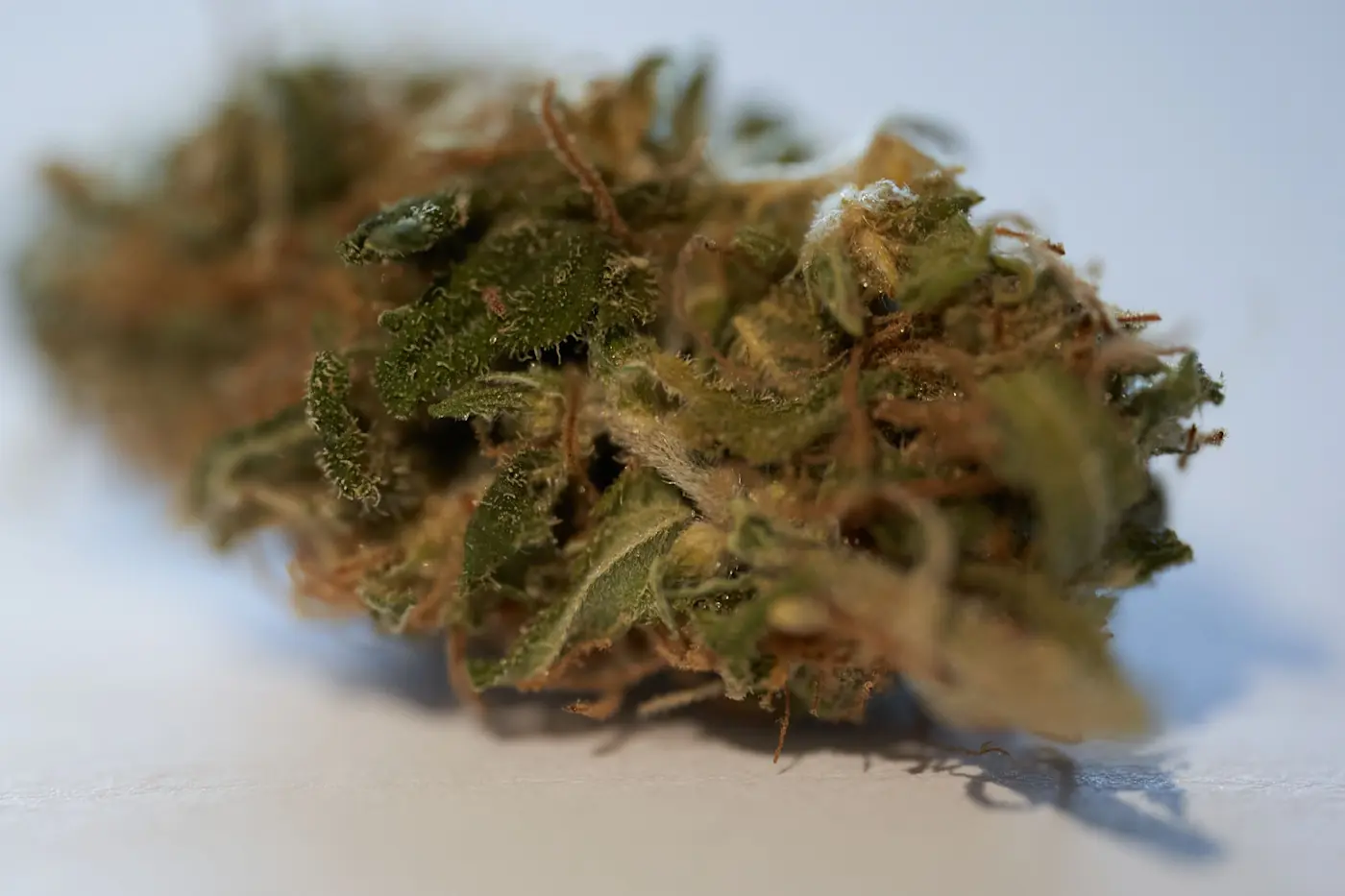 Why Weed Turns Brown and Whether Yours Is Still Worth Using