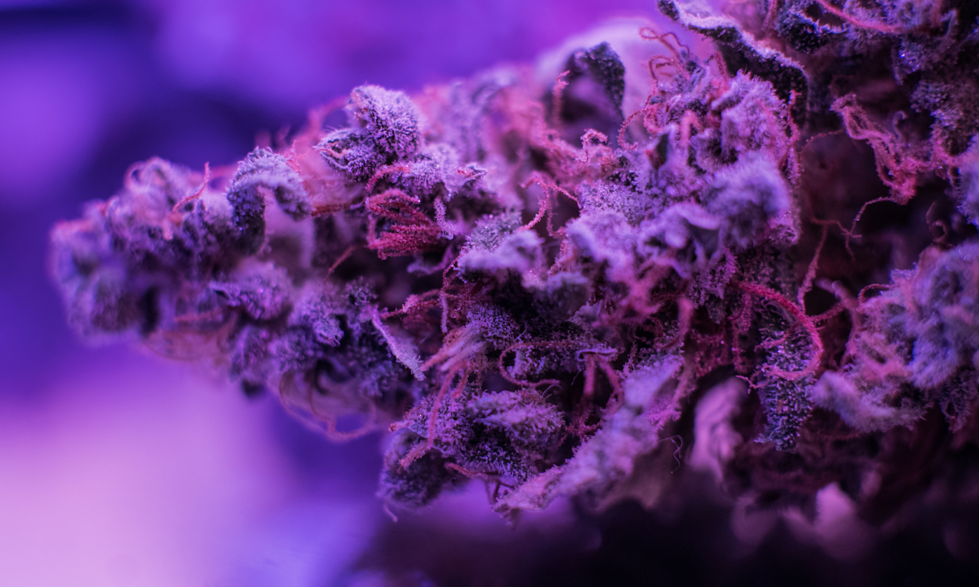 How Dark Rainbow Strain Compares to Popular Varieties