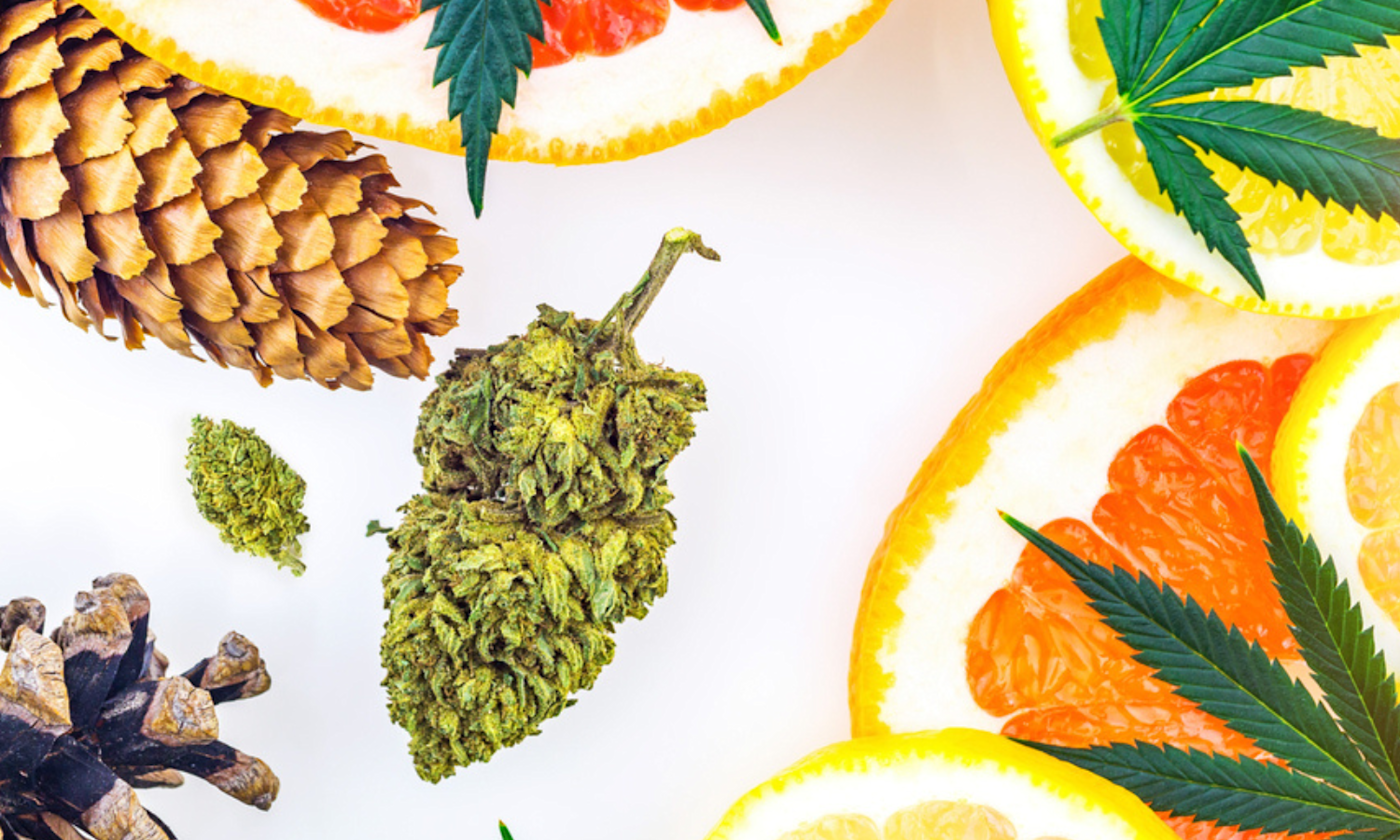 The Truth About Cannabis Terpenes for Mental Focus