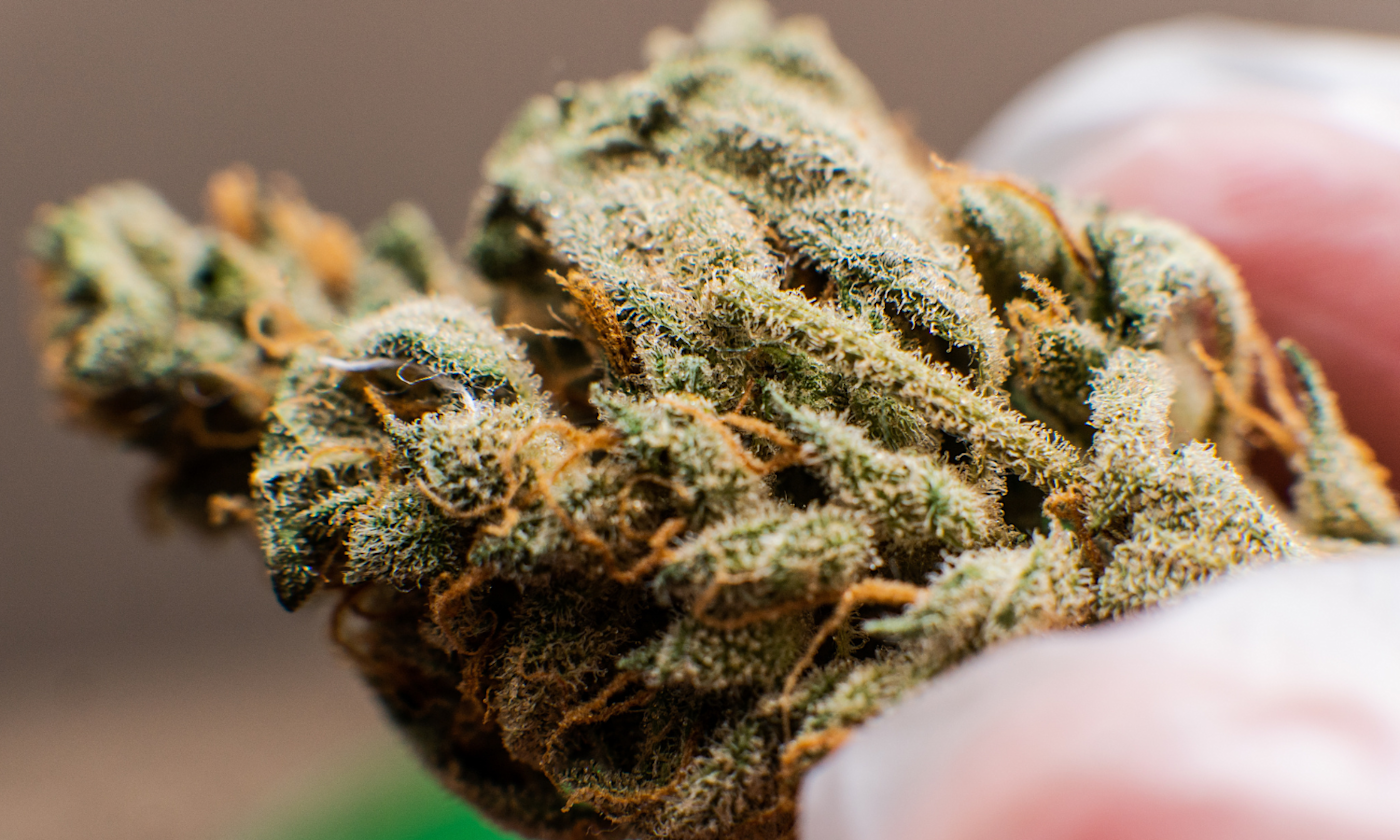 3 Best Weed Strains for Sleep According to Science and Users