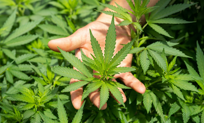 Full Spectrum vs Isolate CBD: Which One Actually Works Better