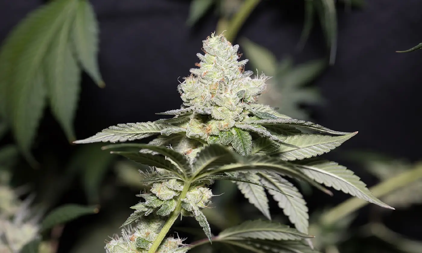 How to Tell Male from Female Cannabis Plants Before They Flower