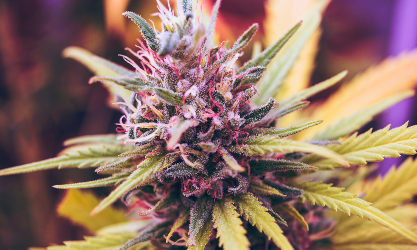 Is THCA Real Weed? The Scientific Truth About Raw Cannabis
