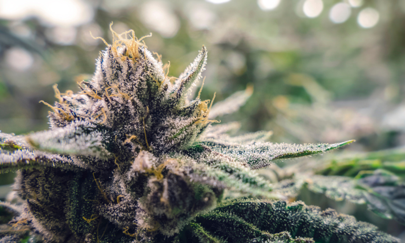 Moldy Weed Health Dangers: Everything You Need to Know About Respiratory and Fungal Risks