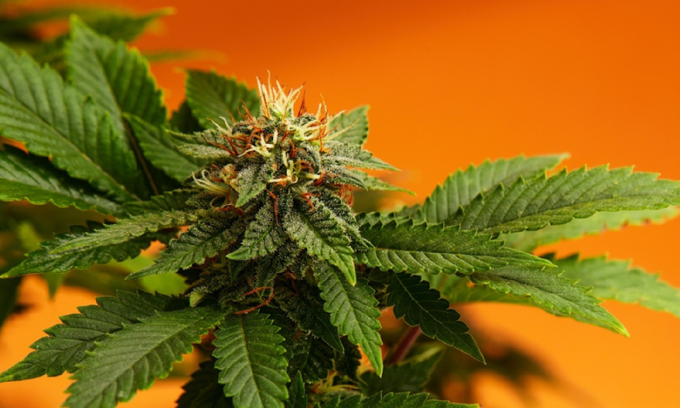 Why Autoflowers Take 8 Weeks and Photoperiods Take 6 Months