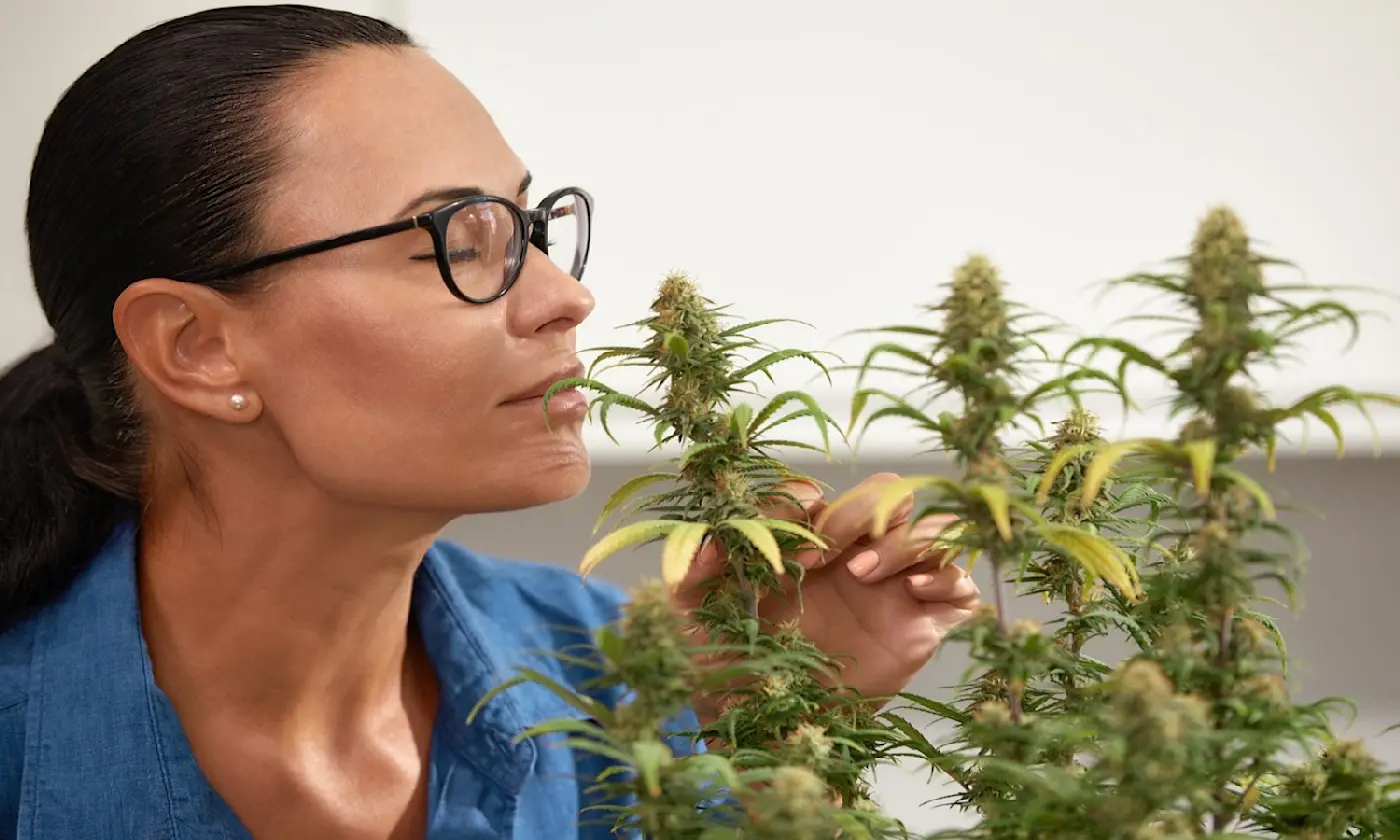 How to Tell if Someone Is High on Marijuana: Signs and What They Mean