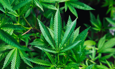 Sativa vs Indica Plants: Understanding Their Unique Effects and Uses