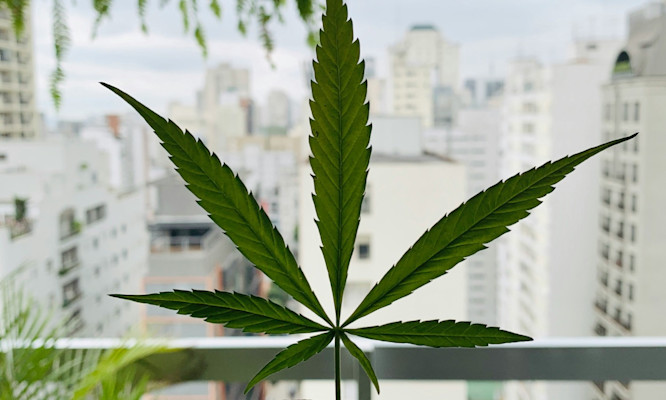 420 Friendly Hotels and Cannabis Tours Every Traveler Should Know