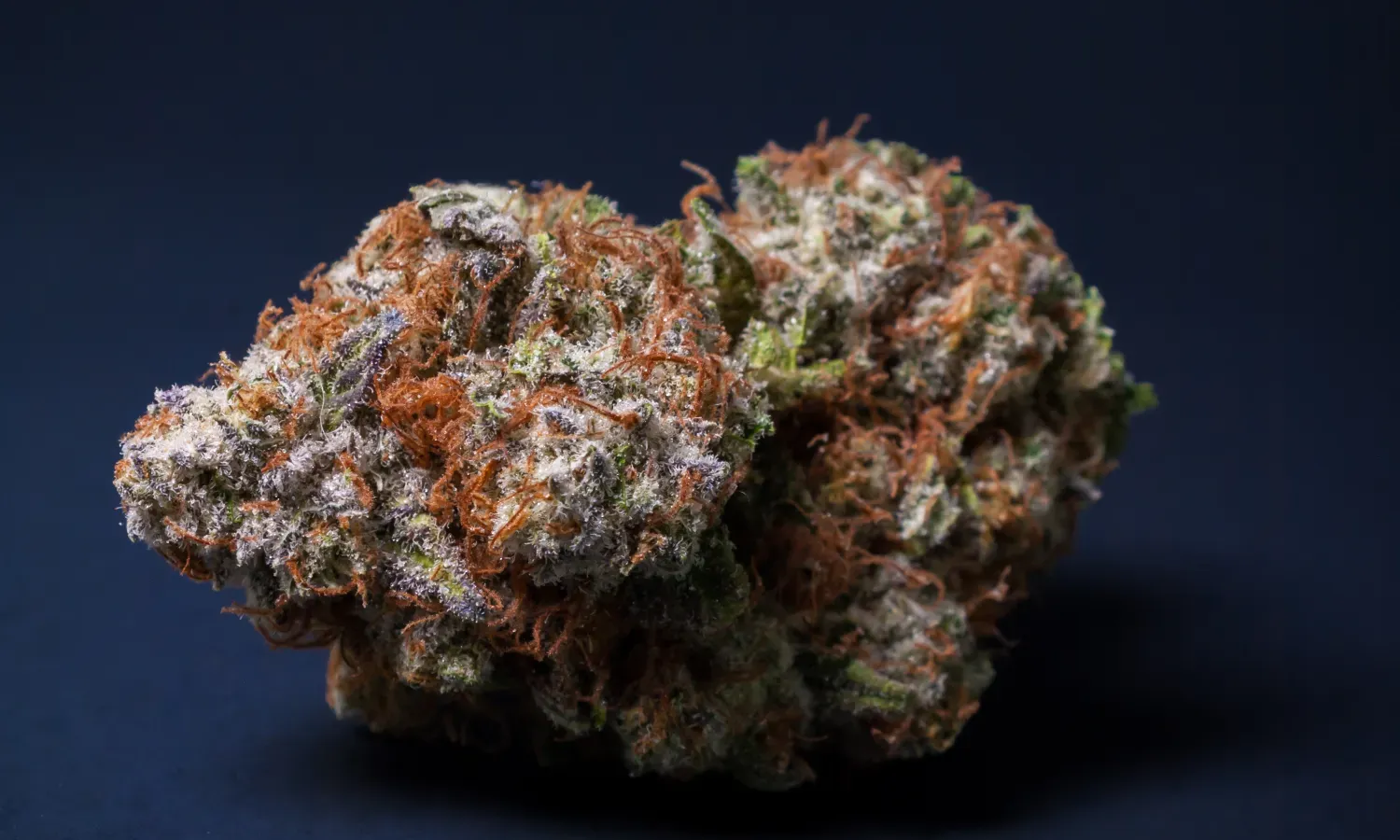 What Makes Weed Purple? A Closer Look at These Beloved Strains