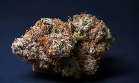 What Makes Weed Purple? A Closer Look at These Beloved Strains