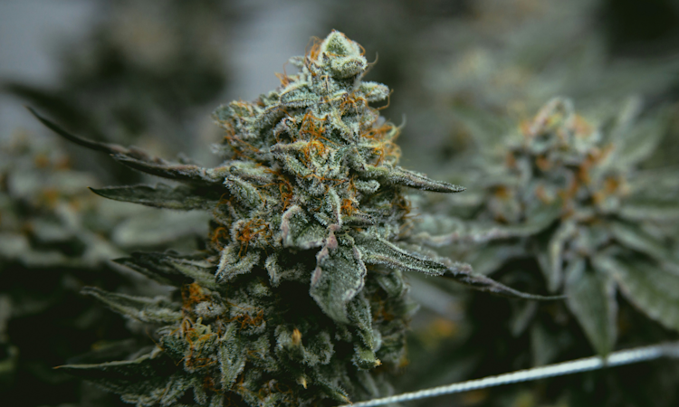Best Weed Strain In Schedule 1 How To Choose the Best Weed Strain for You