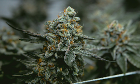 The Best Indica Strains of 2025: 10 Top Picks