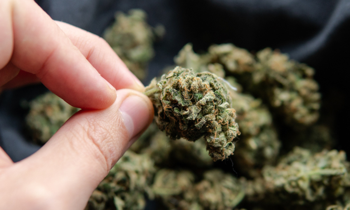 How to Choose Indica Strains Using Effects, Flavors and THC Levels