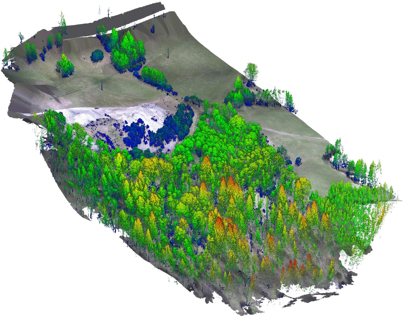 Forest Mapping