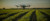 uav hovering above a farm