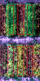 Direct Georeferencing of soybeans