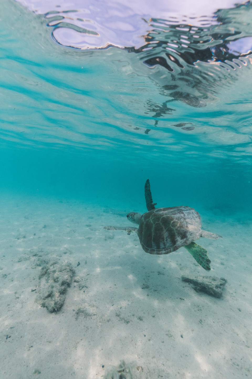 Australias Best Locations for Spotting Sea Turtles 