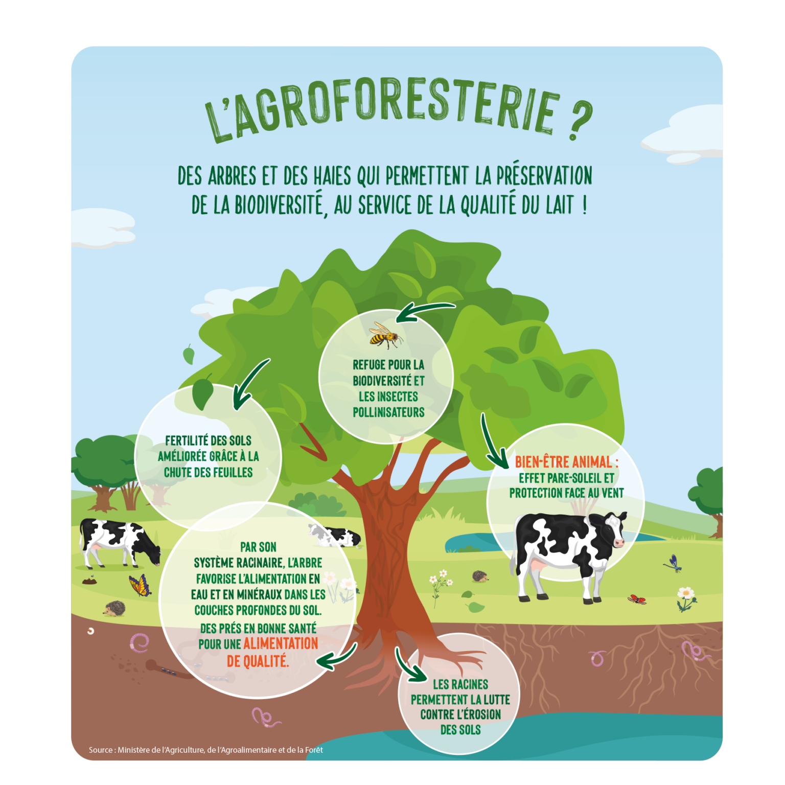 illlustration-agroforesterie-Lactel