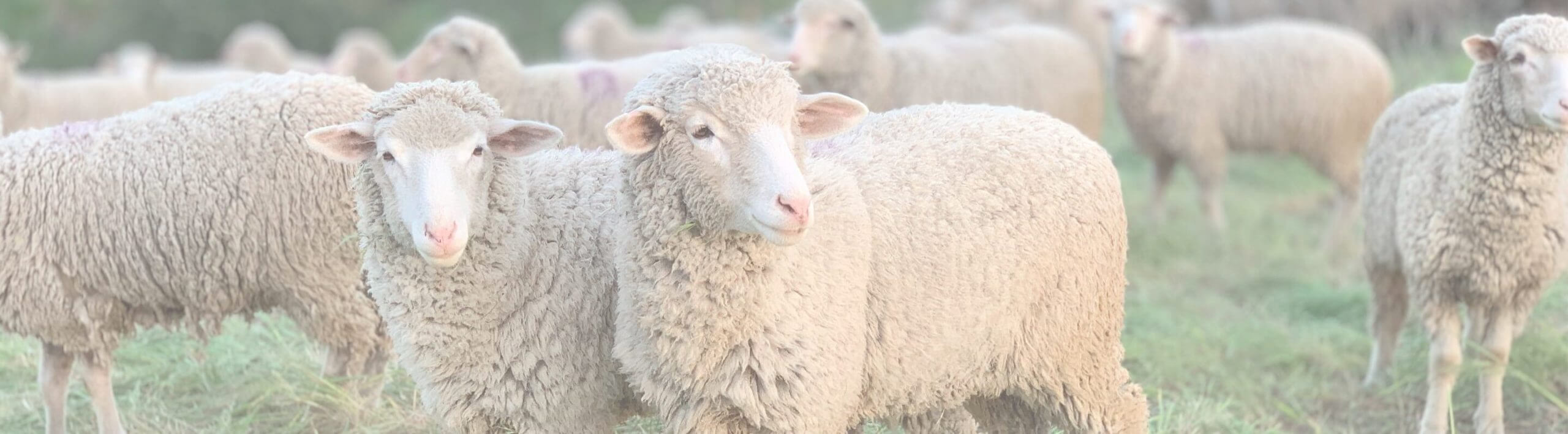 Banner lait de brebis