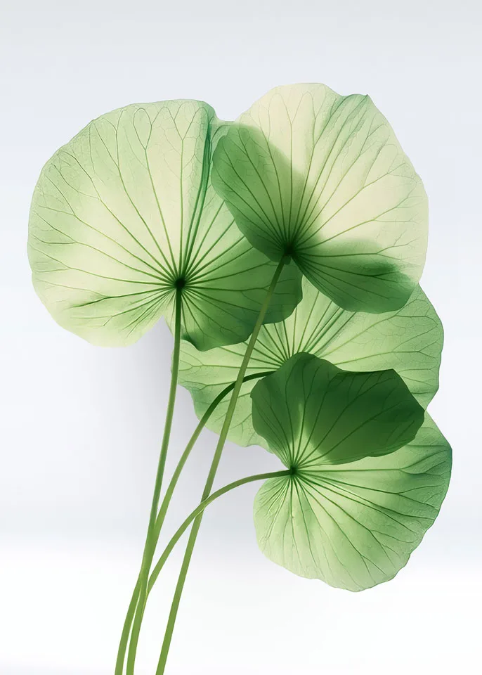 Keune Hair Cosmetics