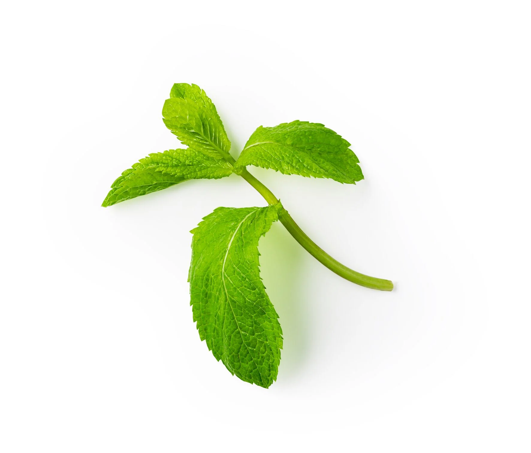 Image of Keune So Pure ingredient mint 