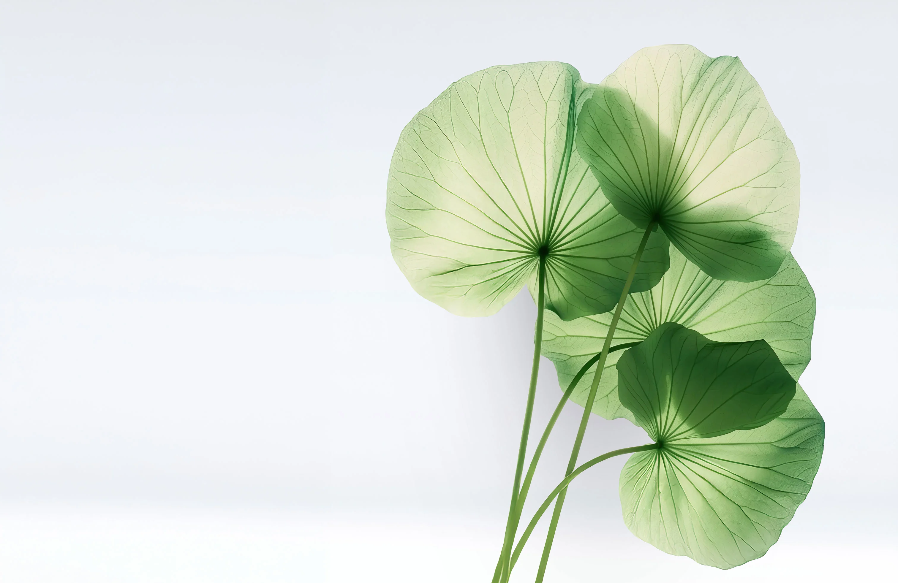 Keune Hair Cosmetics