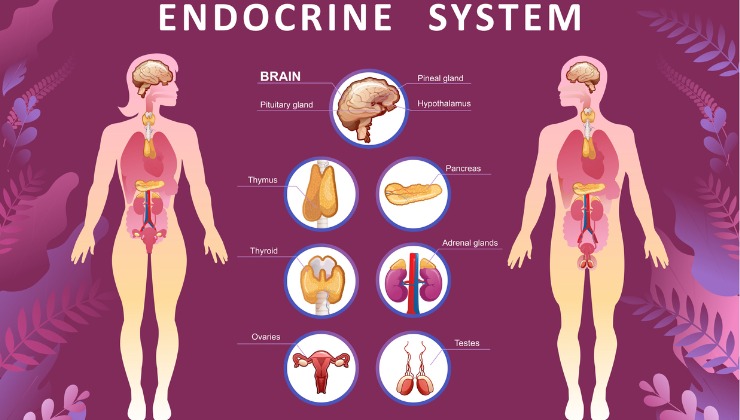 Infographic of the endocrine system in men and women.