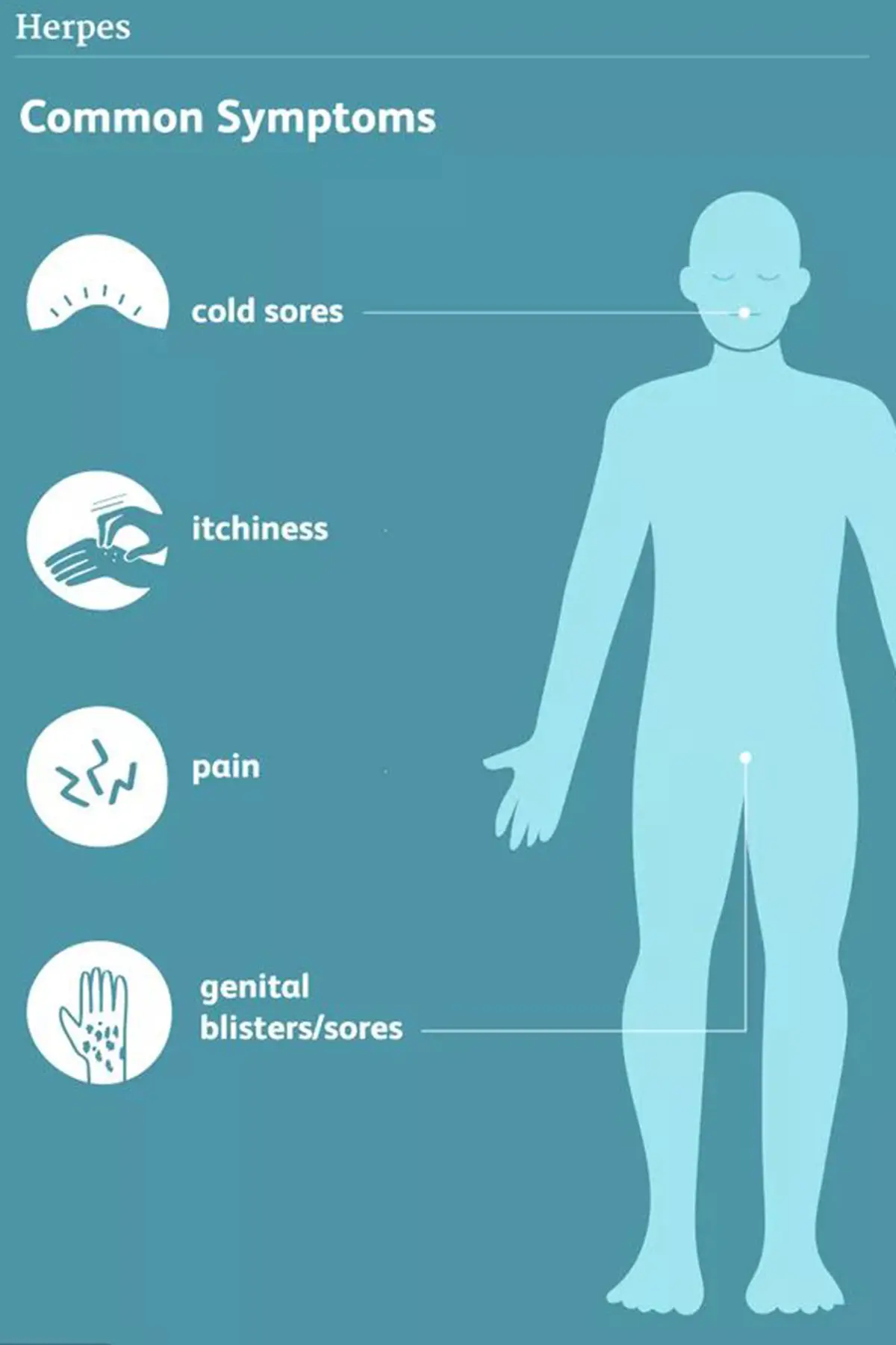 Genital Herpes Virus Symptoms Infographic