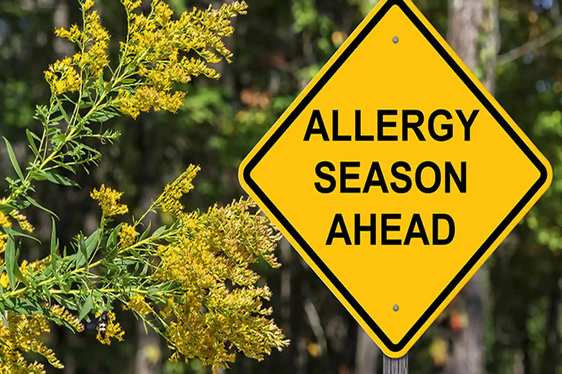 An allergy season sign in the midst of trees.