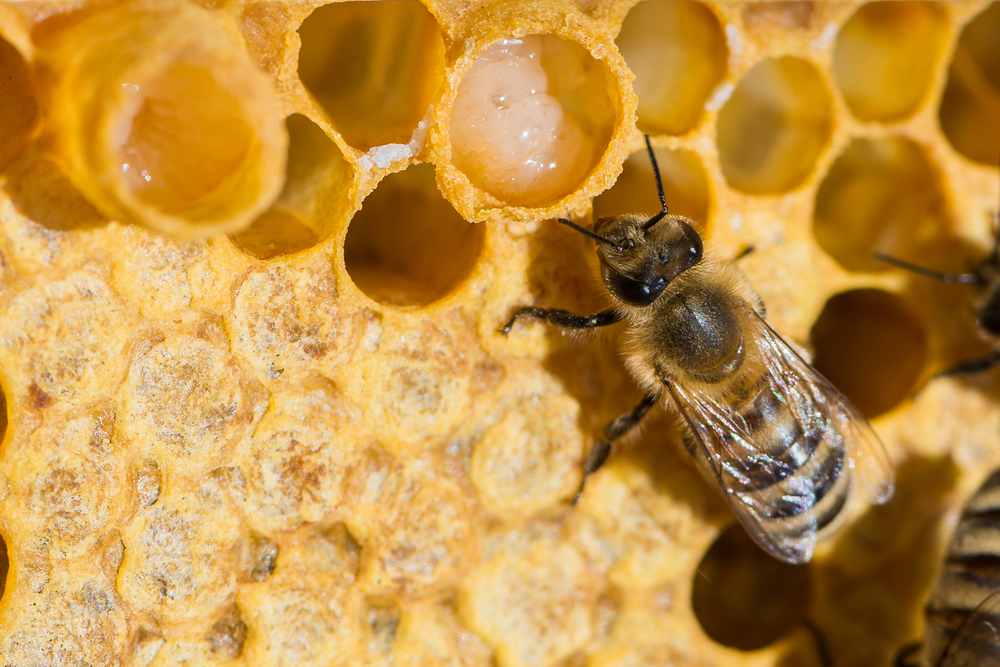 A bee with royal jelly in a wax comb.