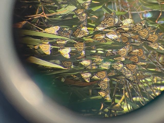 monarch butterfly grove
