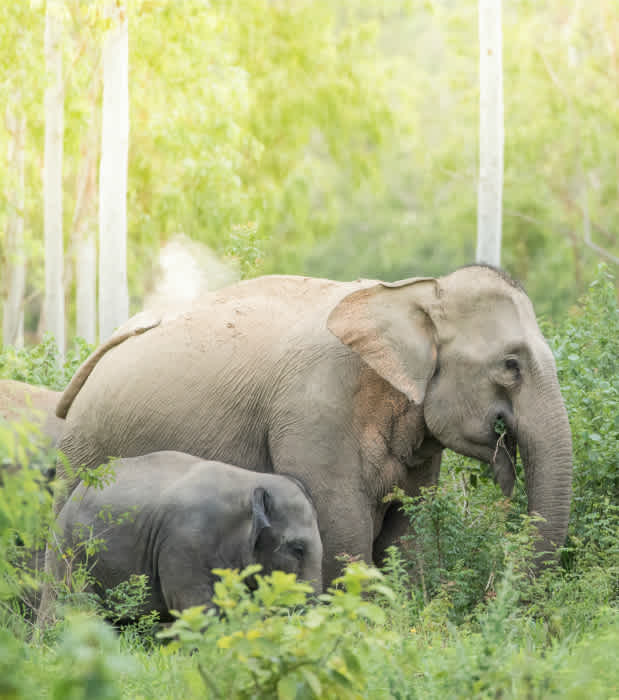 12 Reasons Elephants May Go Extinct