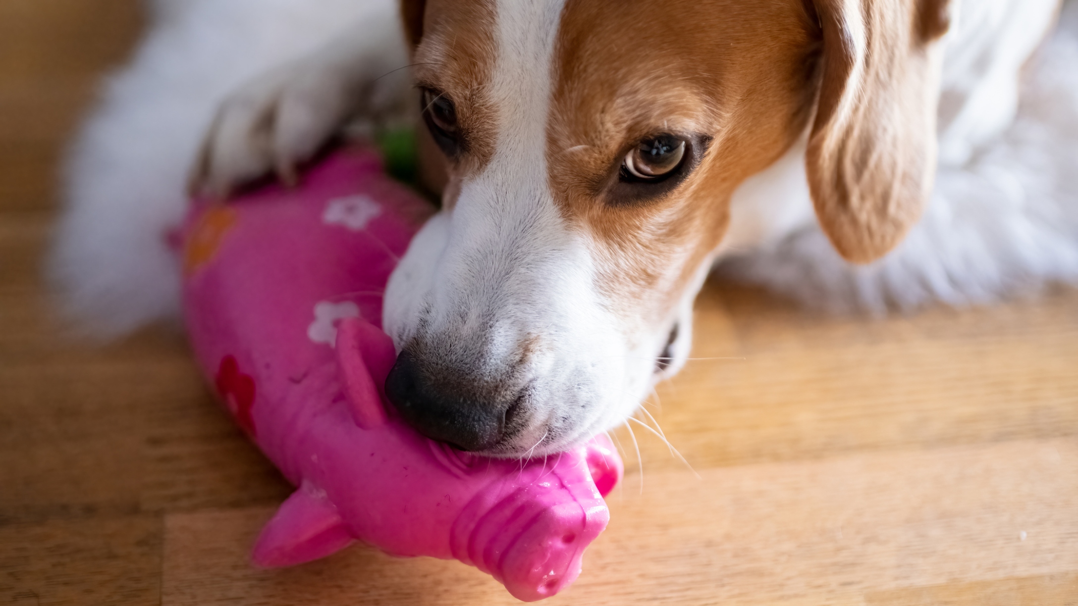 Dog swallowed outlet toy squeaker