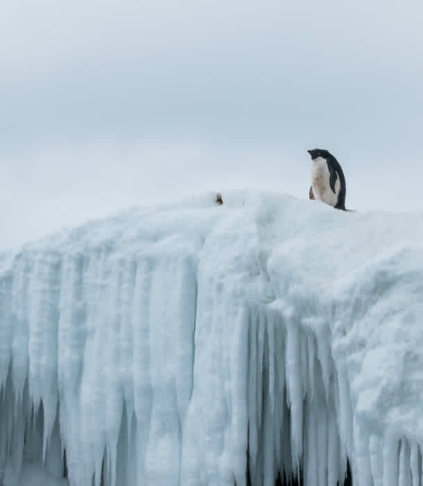 12 Changes We Need To Make To Save Penguins | Mom.com