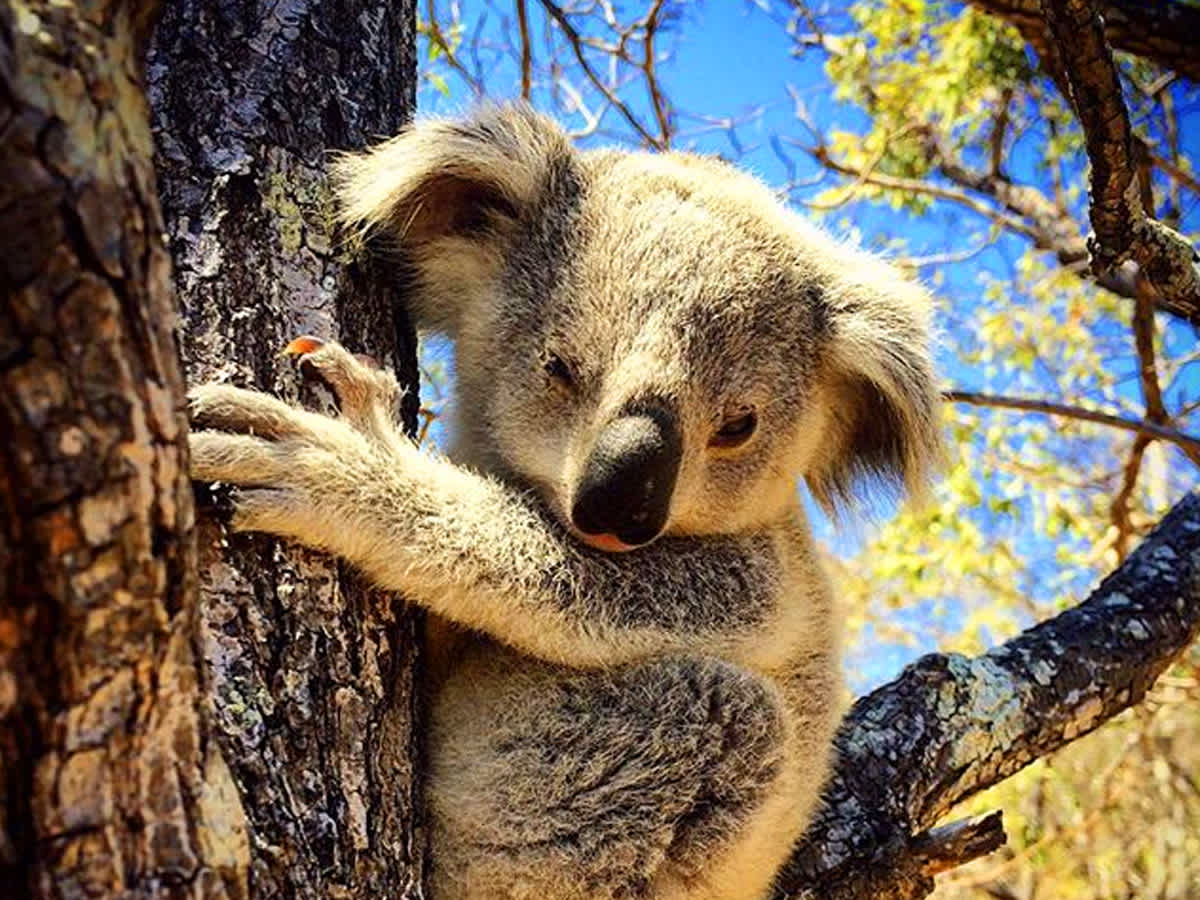koala adorable