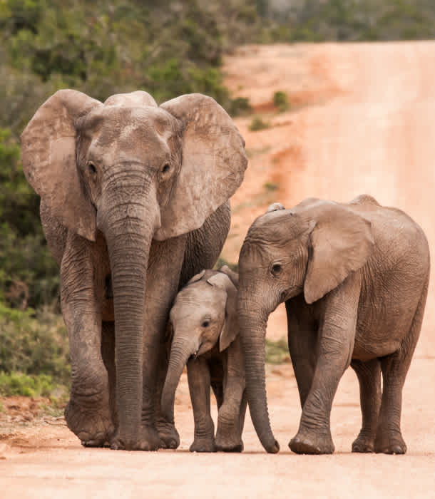 12 Reasons Elephants May Go Extinct