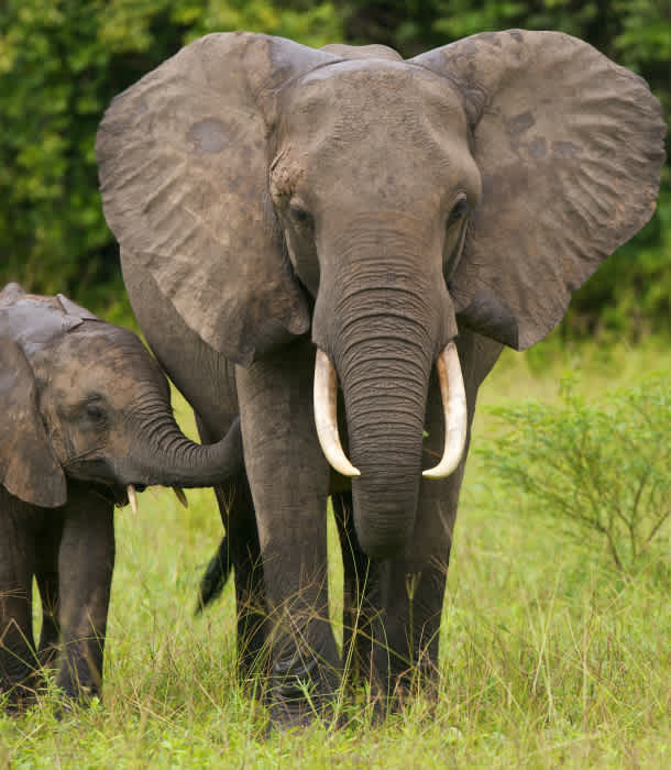 12 Reasons Elephants May Go Extinct