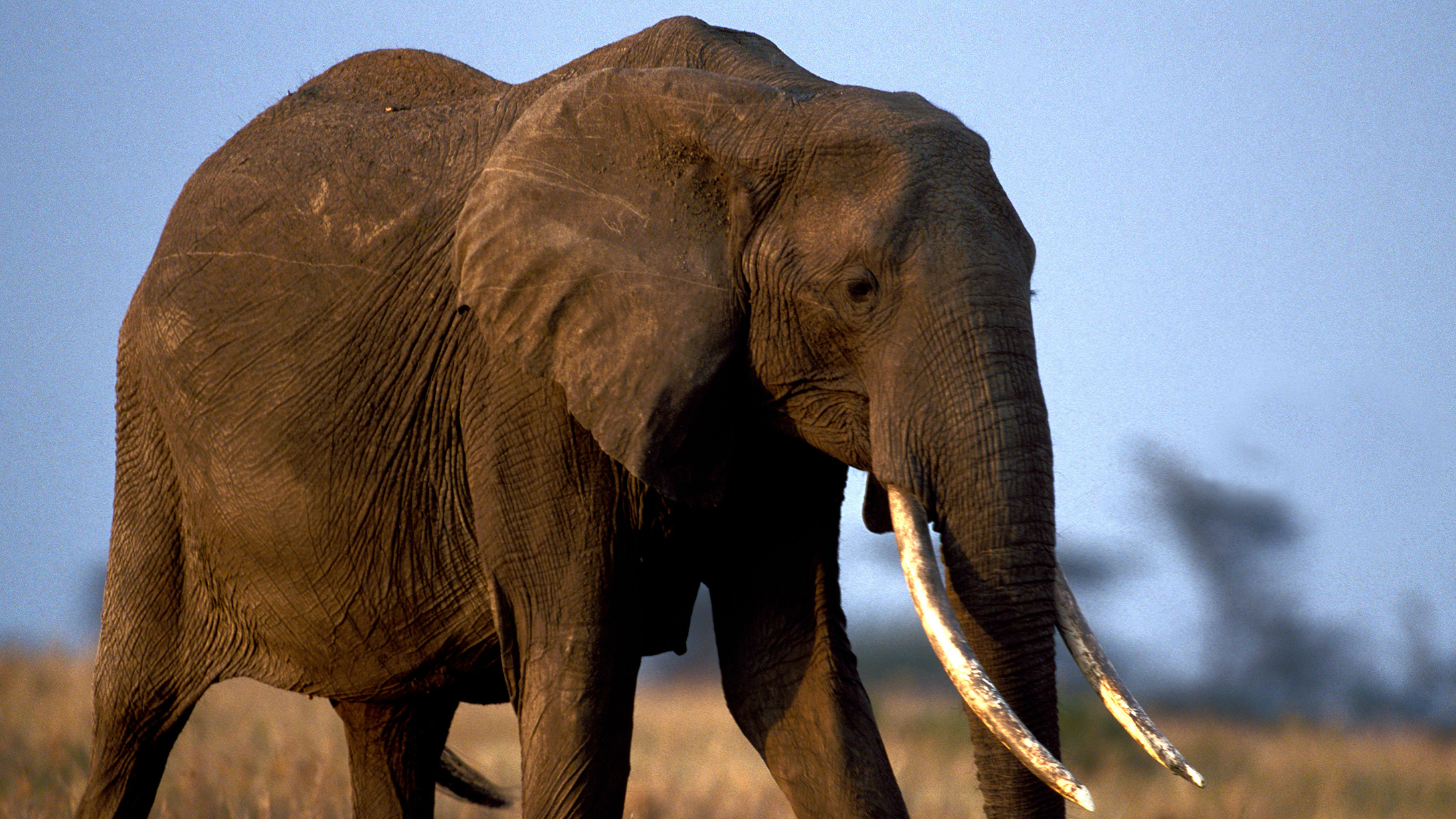 11 Reasons Elephants May Go Extinct | Mom.com