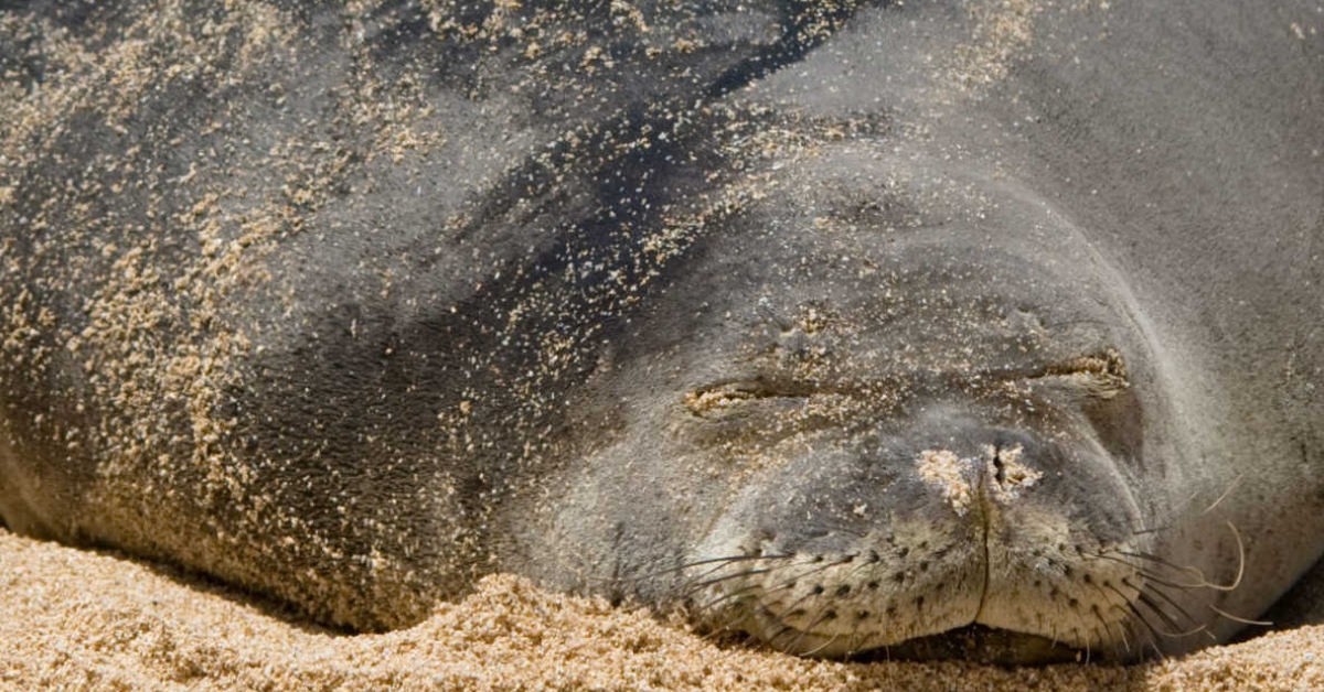 10 Pregnant Animals That Know How You Feel