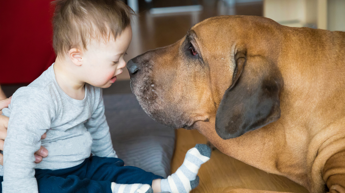 How To Keep a Newborn Safe Around the Family Dog