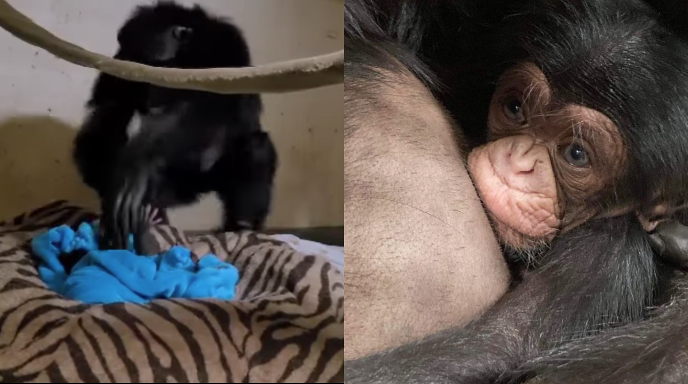 Video Shows Mother Chimp Meeting Her Baby for the First Time After  C-Section