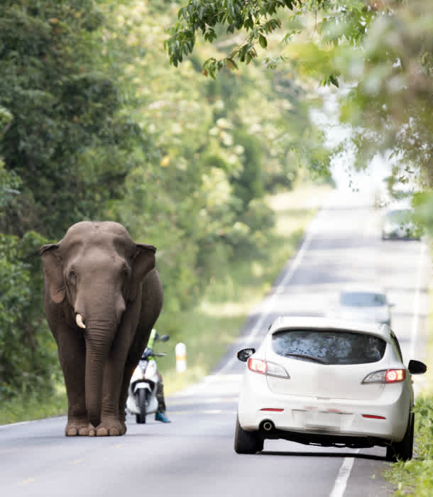 12 Reasons Elephants May Go Extinct